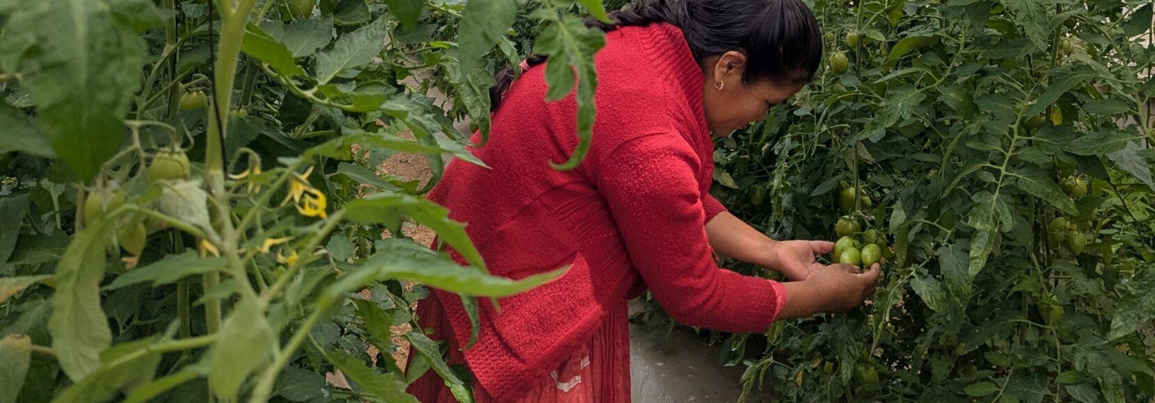 A woman bends down to inspect a tomato plant in a greenhouse in Mexico.