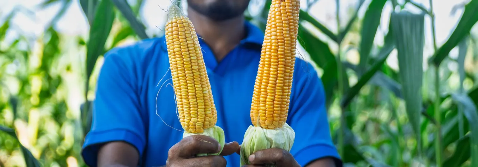 A man holds two ears of corn. Part of a regenerative agriculture quiz.