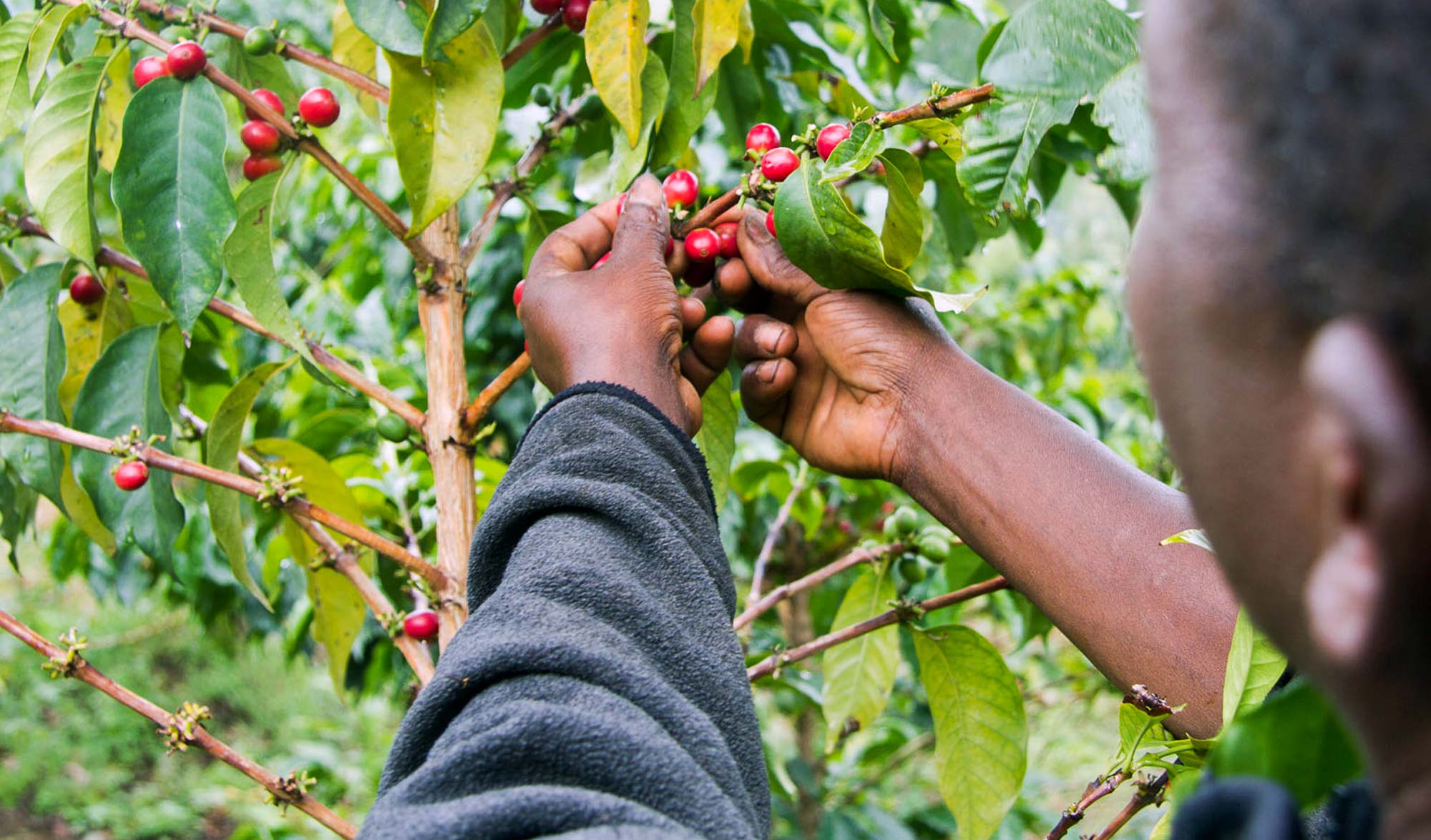 Farmer picking coffee cherries in kenya