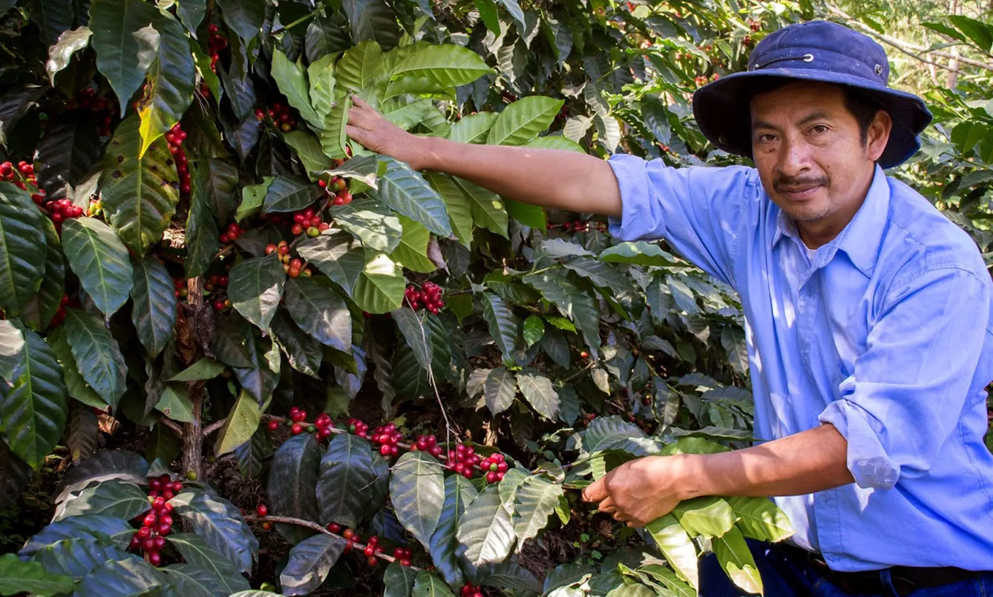 Guatemala agricultural businesses