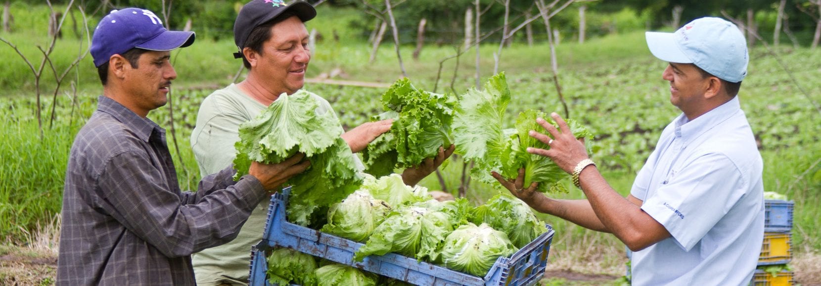 Group of men inspecting their lettuce in Nicaragua