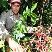 Engmar Omar Ort’z picks coffee at La Panorma coffee farm