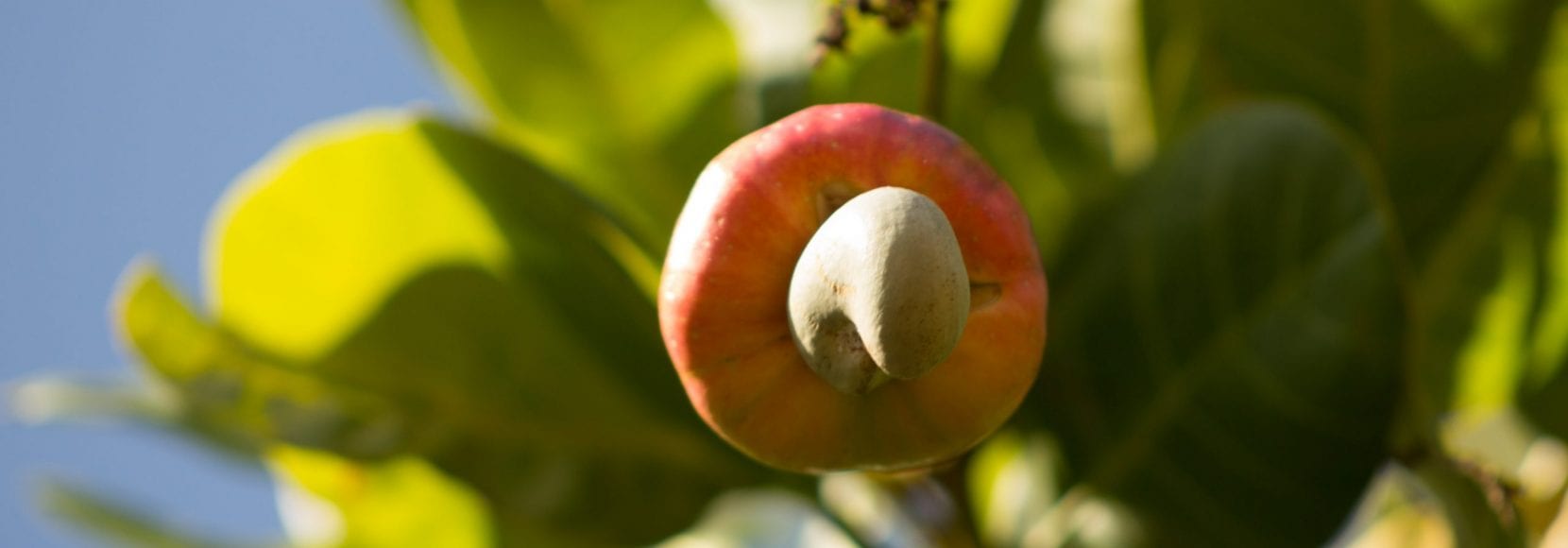 Cashew in Mozambique