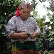 Woman working with coffee cherries
