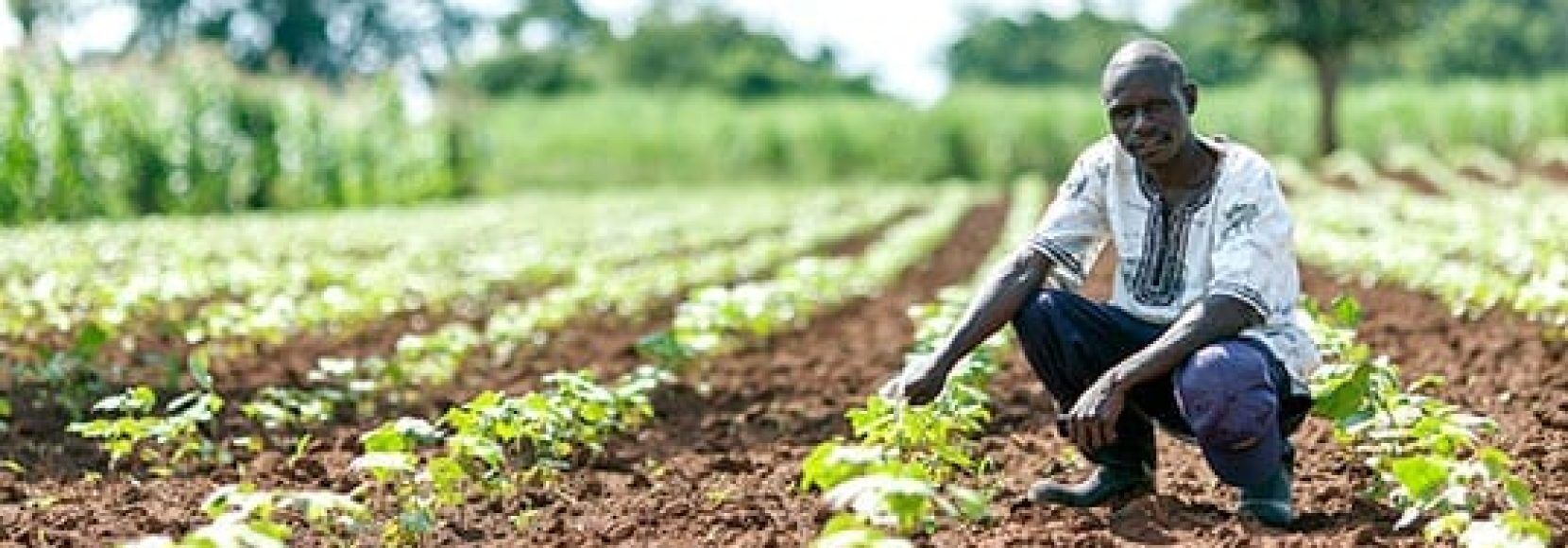 farmer shows his crops after using soil testing