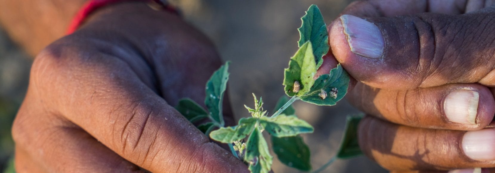 Sustainable farming methods are oneGuar farmer Bhanwarlal Sharma in India