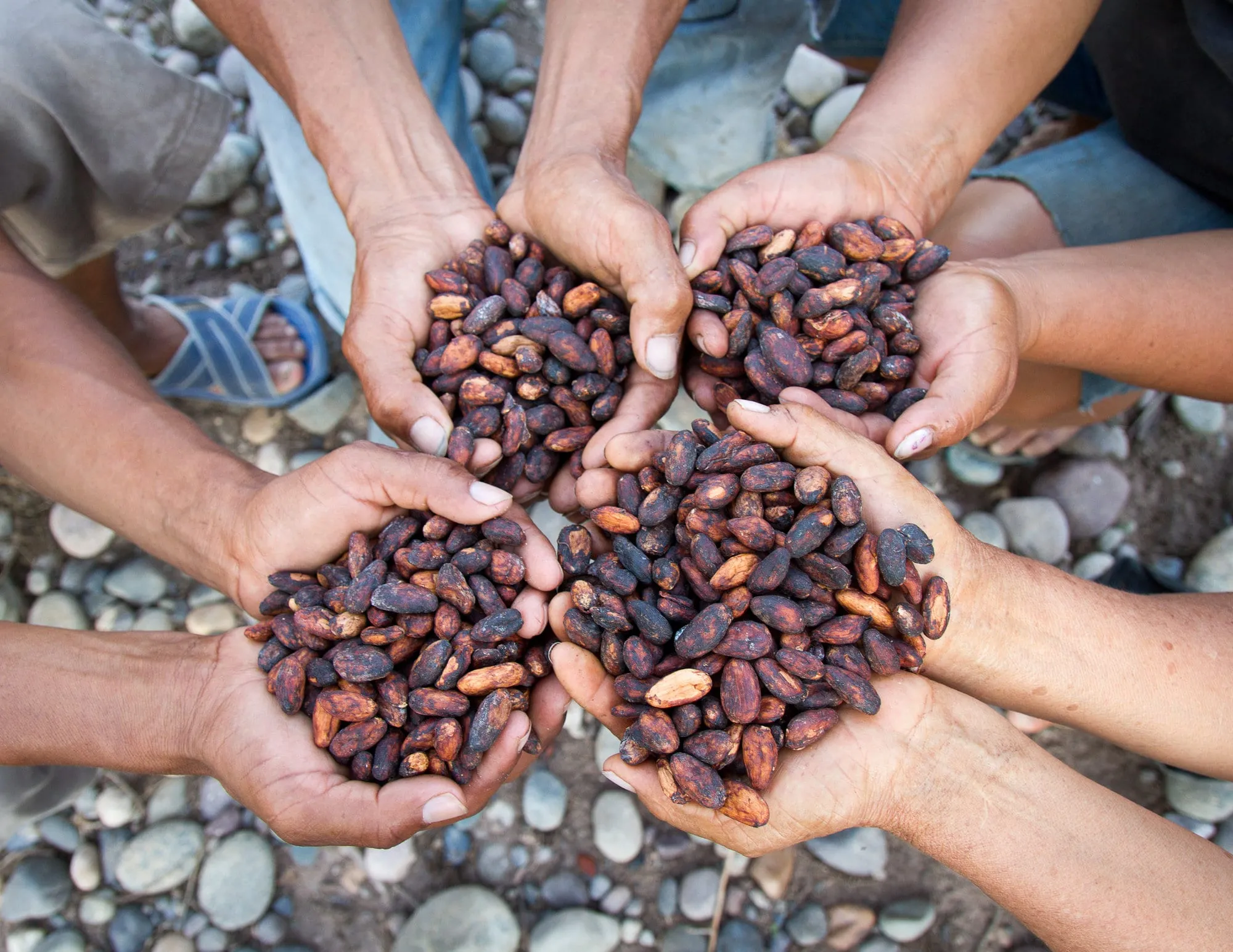 Association of Cacao Producers, Las Mercedes Community, Bellavista, San Martín, Perú.
