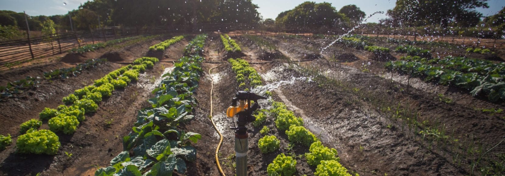 Vegetables are planted in neat rows in Mozambique