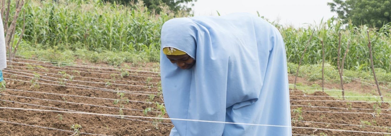 Nigerian woman checking on crops
