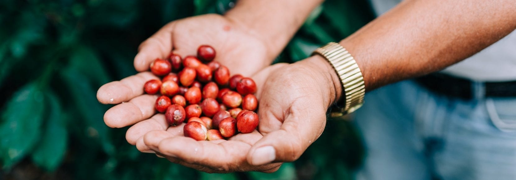 Person holding out freshly harvested crops