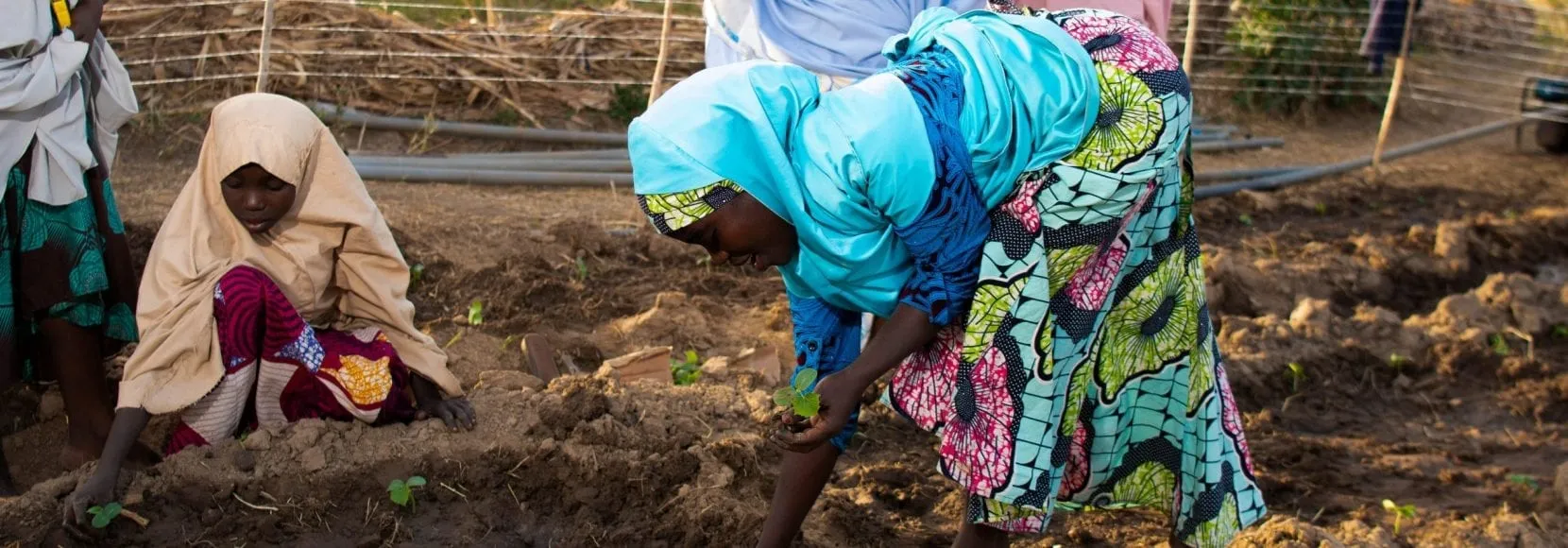 Women tomato farmers in northwest Nigeria