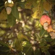 cashews on a tree in africa