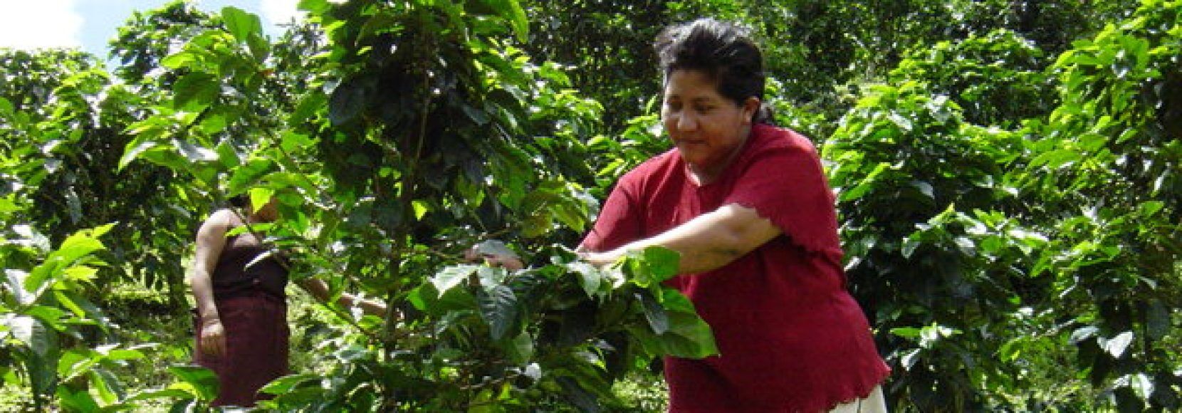 woman coffee farming in Nicaragua