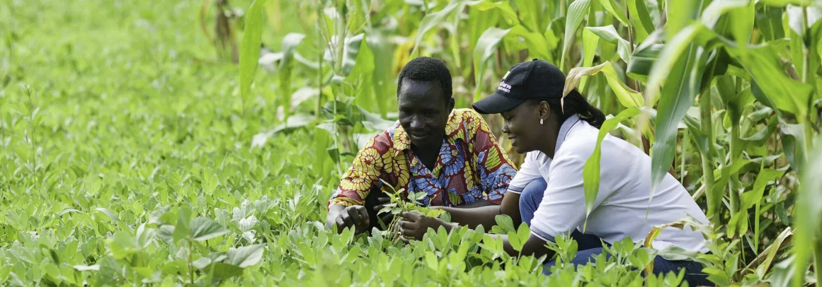 Conservation Cotton Initiative. Uganda, 2012