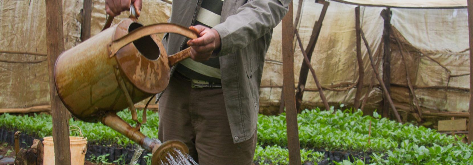 A passionfruit farmer in Central Kenya waters his crops. World Food Day.