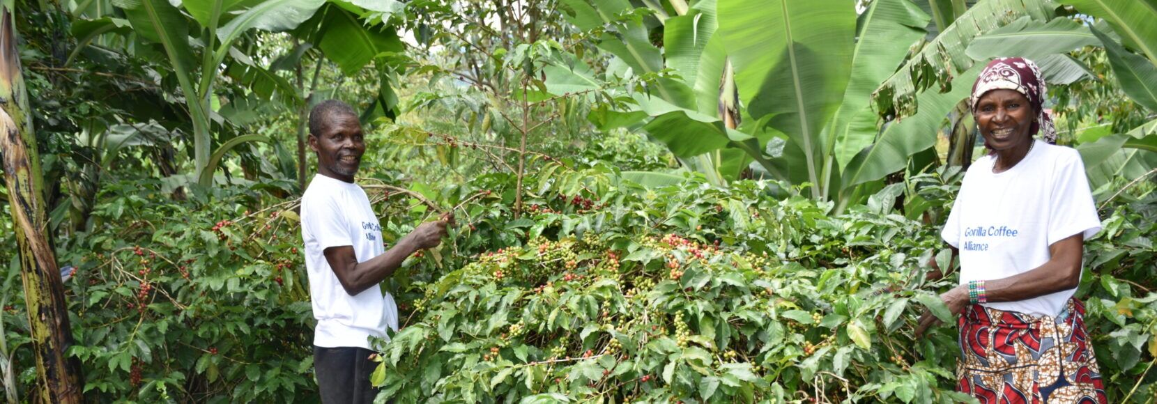 Marcel Ntalambagira (left) and Anaciata Barhakomera (right) harvesting coffee on their farm in South Kivu, Democratic Republic of the Congo. (TechnoServe / Innocent Amani Muka)