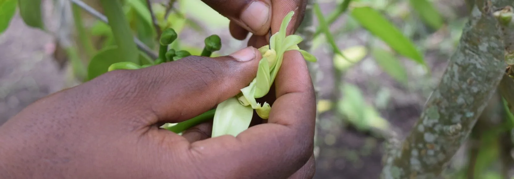 A close up of a vanilla plant in Uganda.
