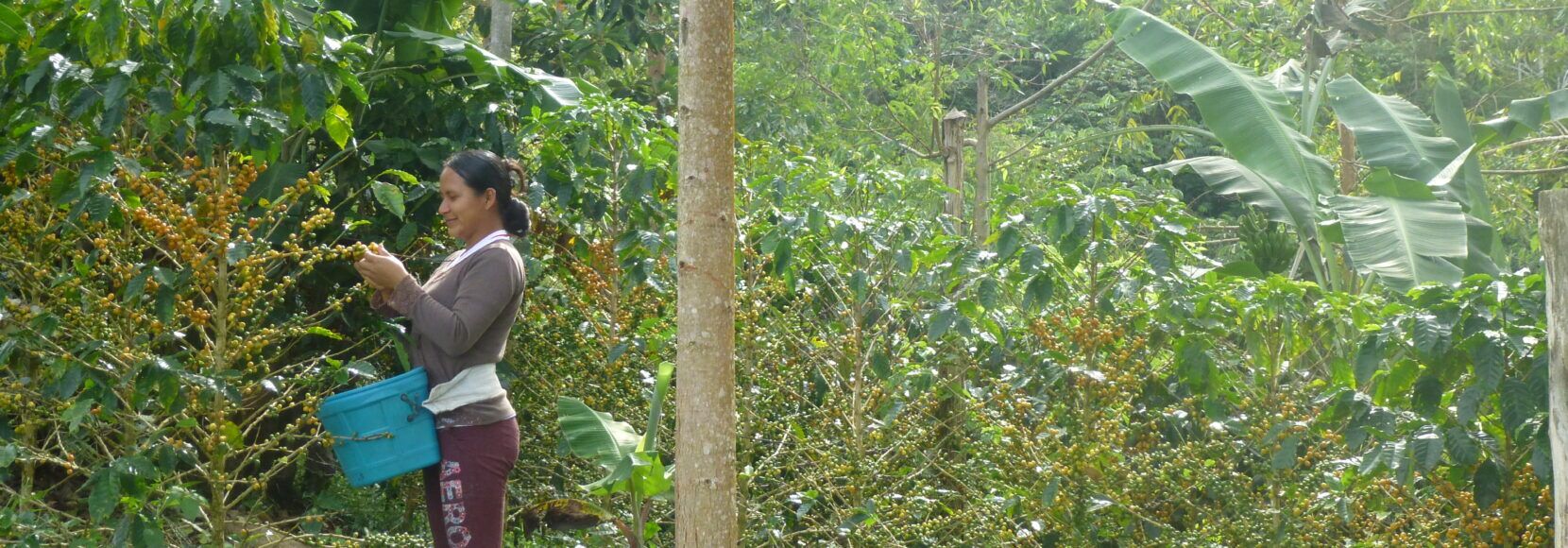 Woman harvesting coffee cherries in a field, highlighting the important role of women in coffee production.