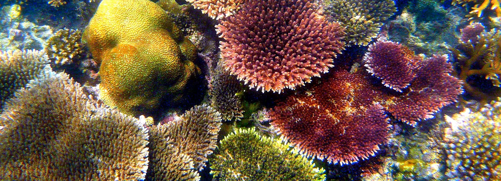Photo of healthy coral reefs.