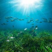 Stock image of fish and seagrass.