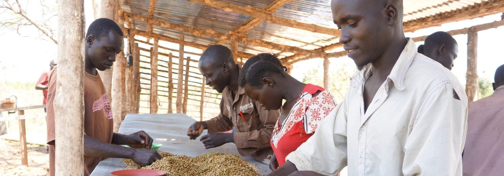 Group of people picking through coffee beans