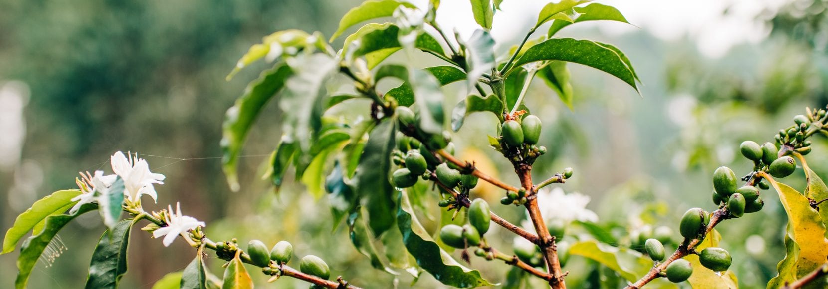 Fruit on the vines