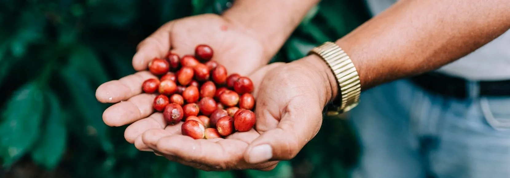 Person holding out freshly harvested crops