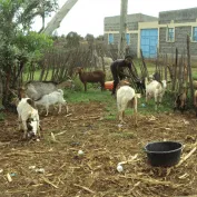 Mary tends to her goats on her property in Kenya