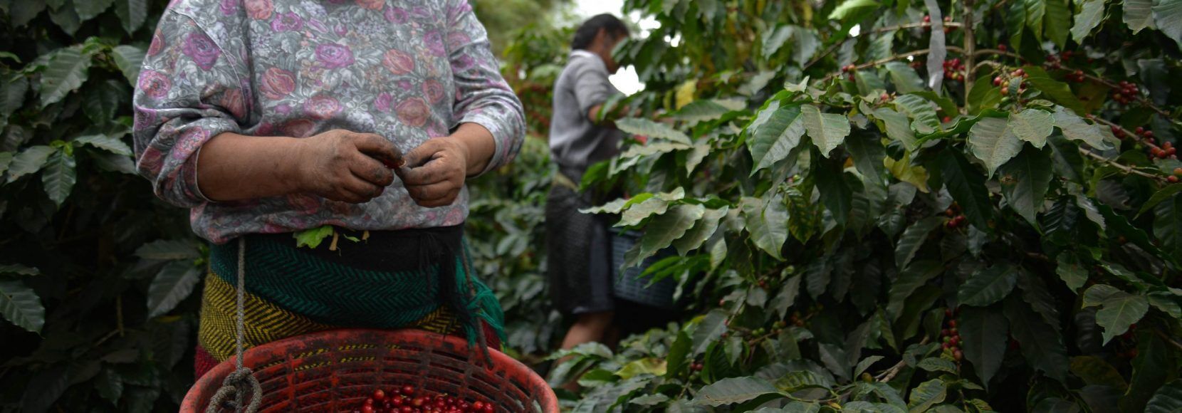 A farmer in Guatemala picks coffee