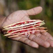 A man holds several red beans