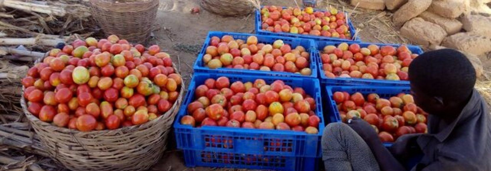 YieldWise - tomato in crates