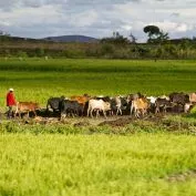 man herding cattle in field in Kenya