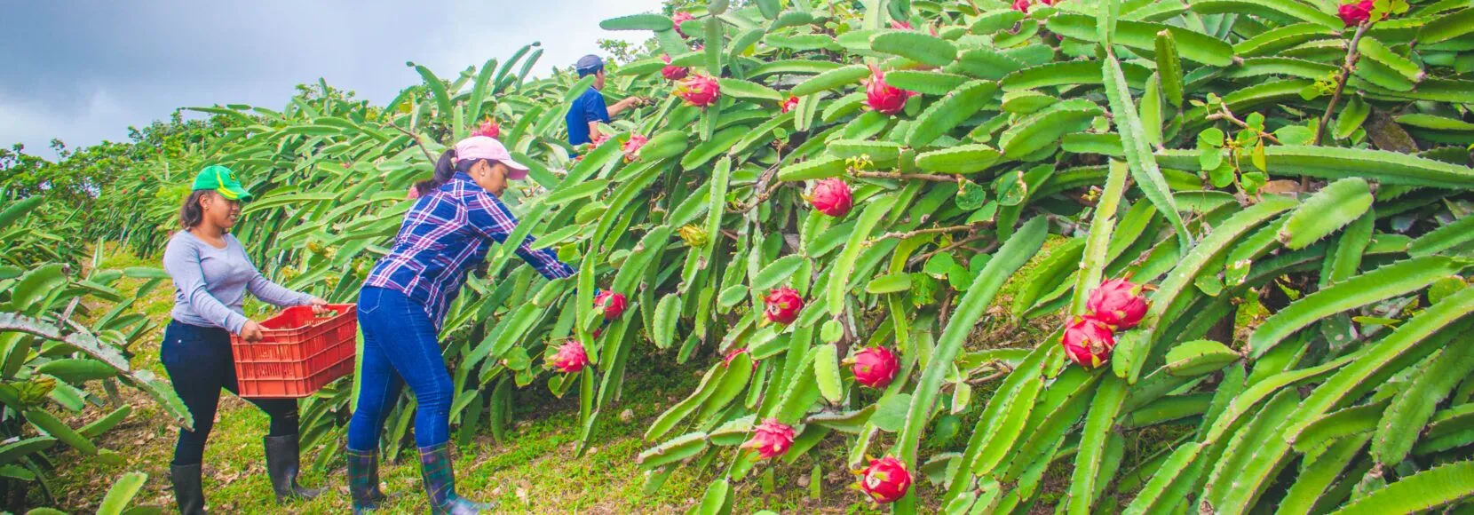 Two women stand in a field in Nicaragua harvesting pitaya.
