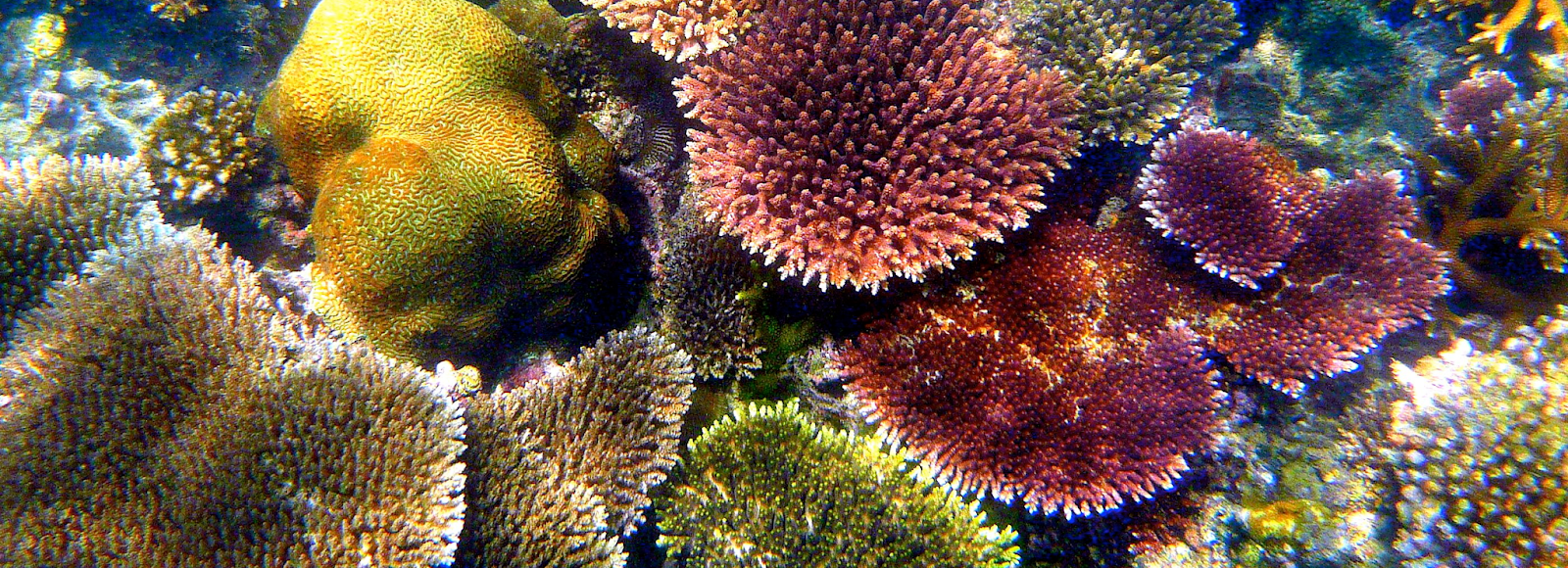 Photo of healthy coral reefs.