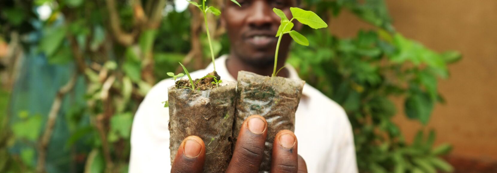 A man holds two seedlings in his hands.