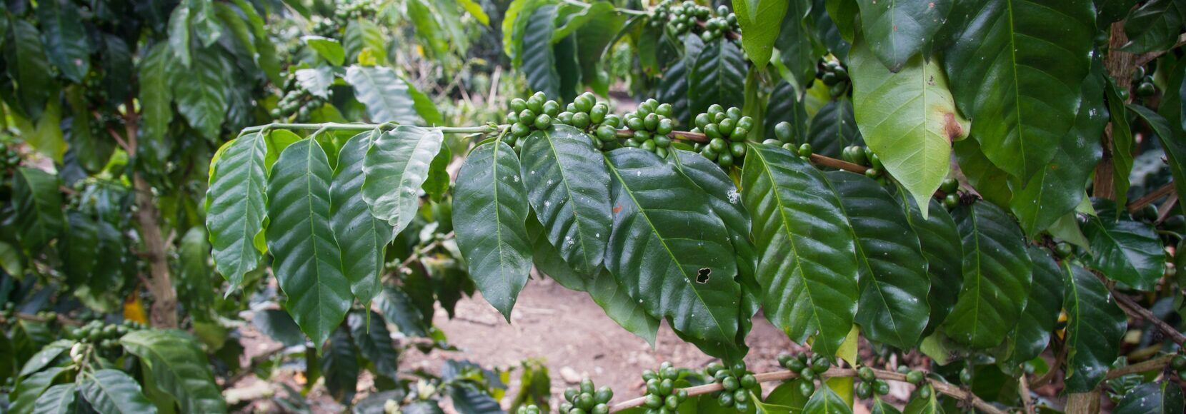 A coffee plant
