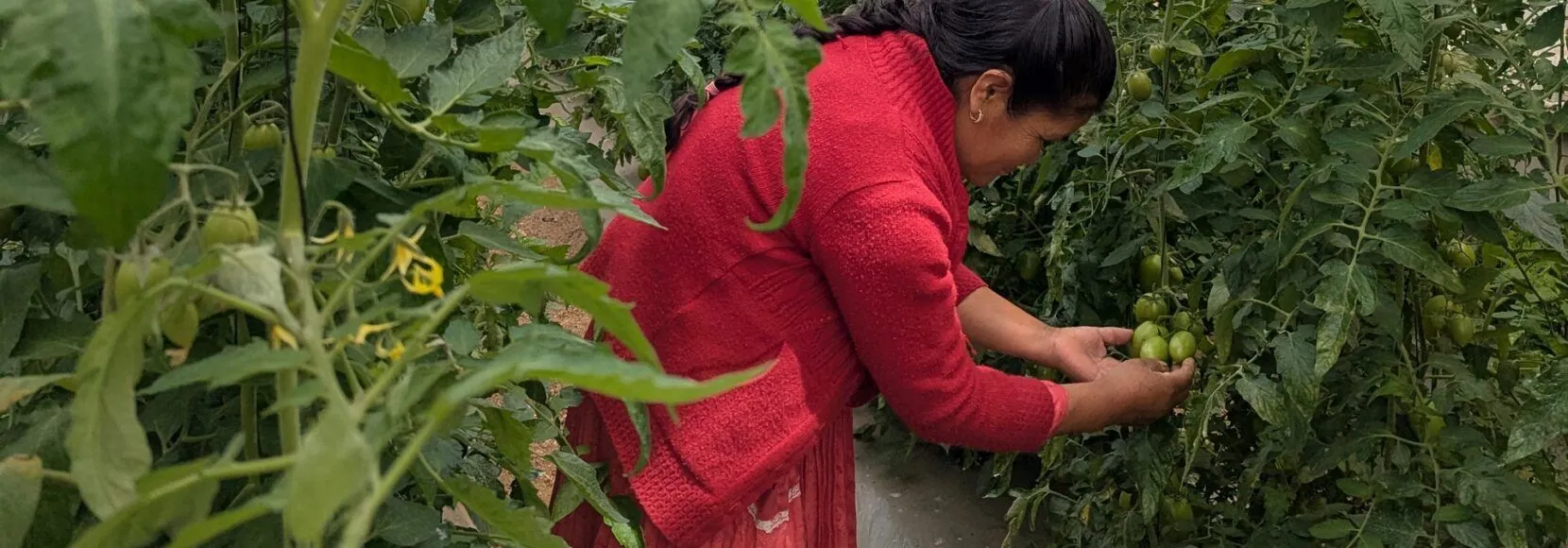 A woman bends down to inspect a tomato plant in a greenhouse in Mexico.