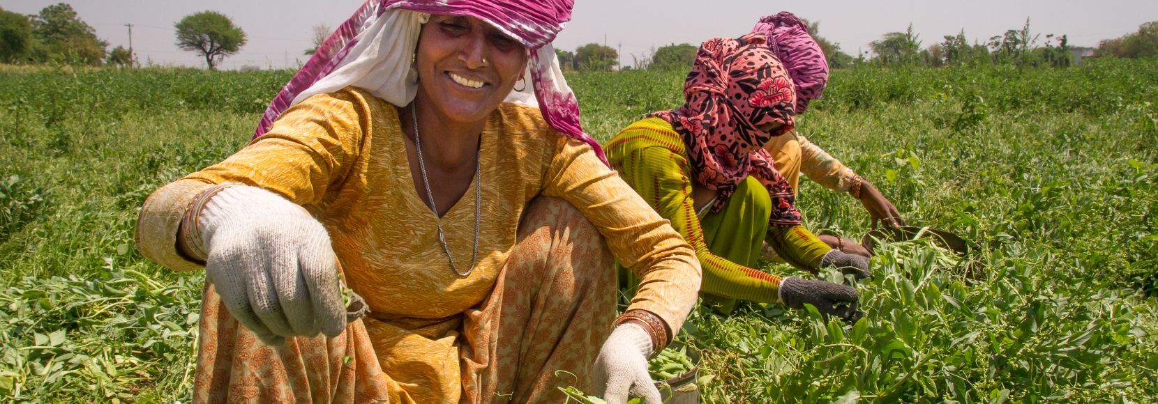 Women harvesting peas at the farm of Tekchand Omprakesh, Pataudi, Gurgaon district, Haryana state, India. Photo by Nile Sprague for TechnoServe. COP28 image.