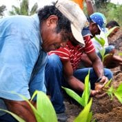 Farmers in Brazil planting in field