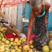 Woman picking mangoes in Haiti