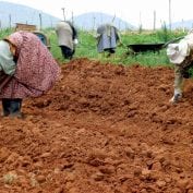 farmers getting ground prepared for planting in south africa