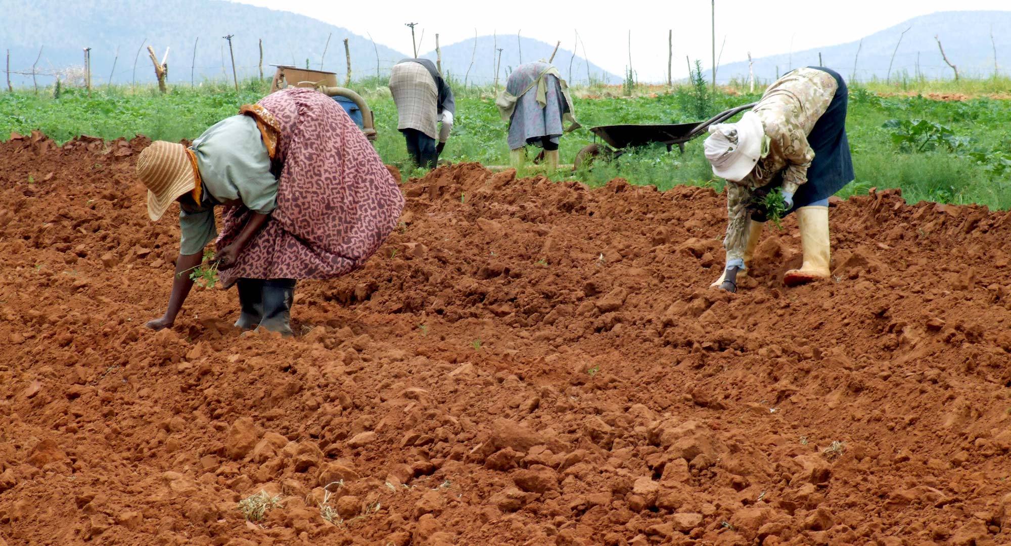 farmers getting ground prepared for planting in south africa