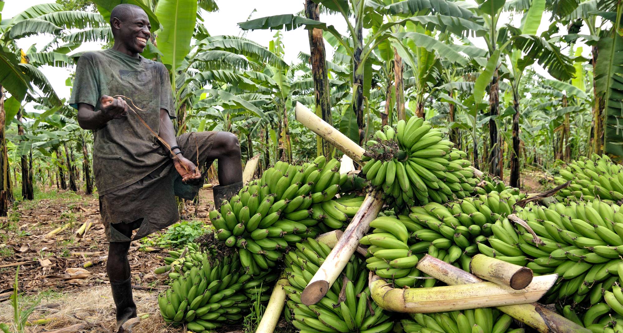 Farmer smiling with Bananas in Uganda