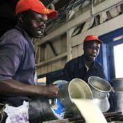 Two workers pouring milk into bins