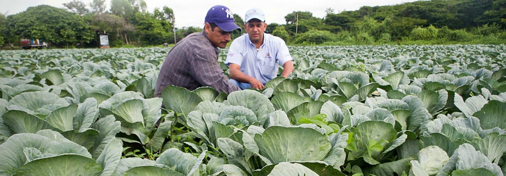 Two farmers inspecting their crops in Nicaragua