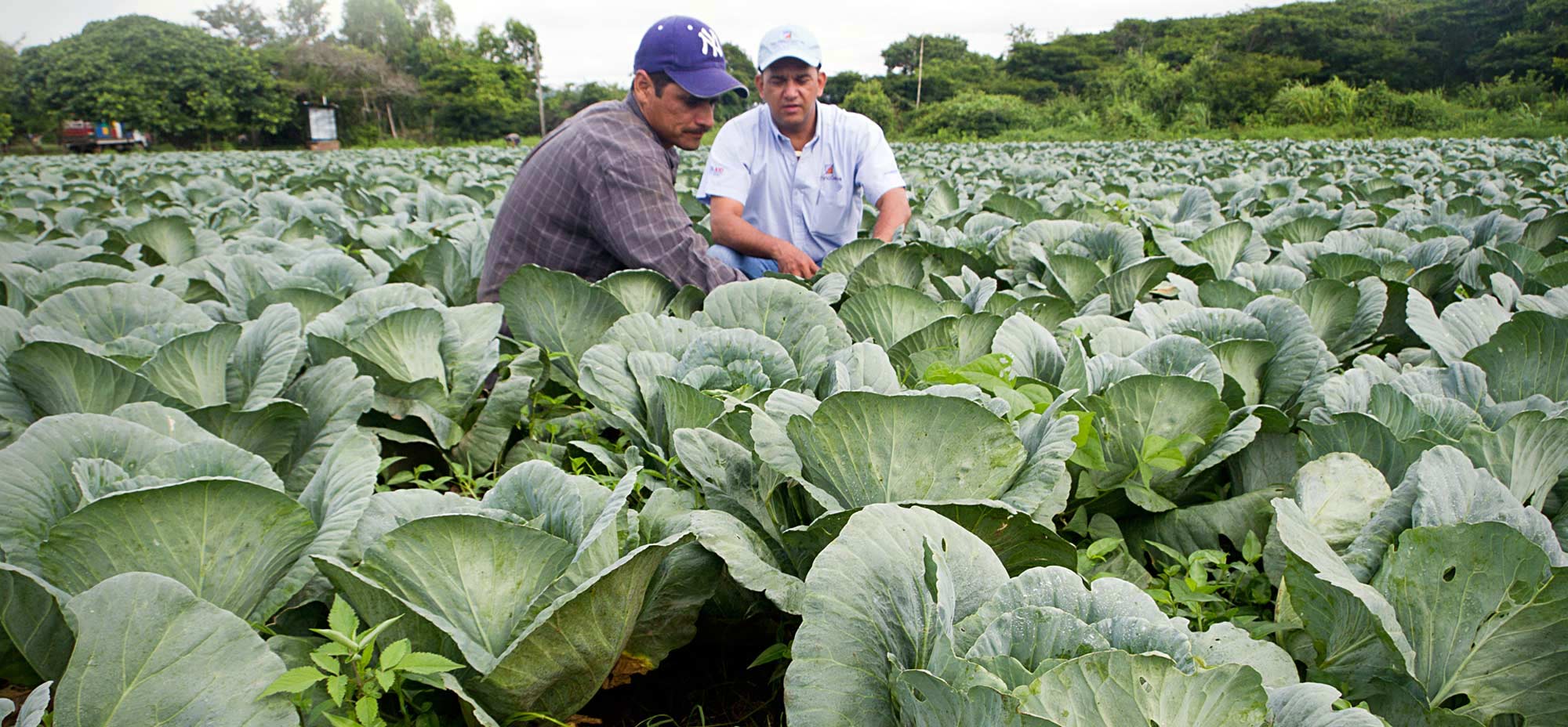 Two farmers inspecting their crops in Nicaragua