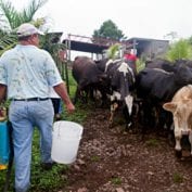 Farmer carrying buckets to cows