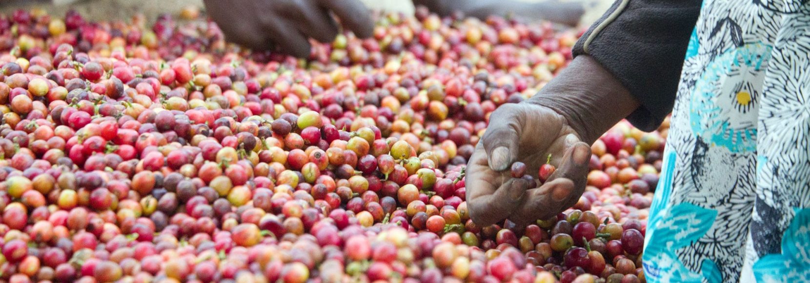 People picking up coffee cherries