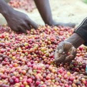 People picking up coffee cherries