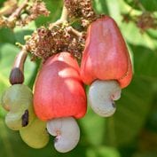 Cashews growing on vines